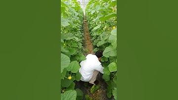 Dưa lê hàn quốc trồng tại Hà Giang