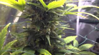 Royal dwarf autoflower