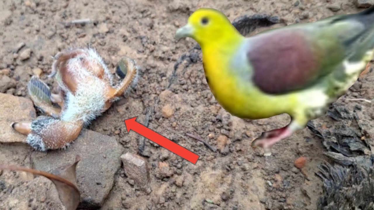 The baby bird fell from the nest due to the kedasi bird - YouTube