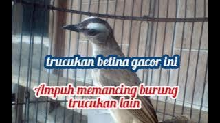 🔴 BURUNG TRUCUKAN BETINA RIBUT MEMANGGIL JANTAN