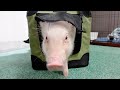 キャリーバックを強引に開けて出てくるミニブタがこちらw