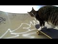 Gopro didga the skateboarding cat