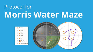 Building a Morris Water Maze protocol