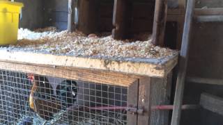coastal farm chicken coop 7