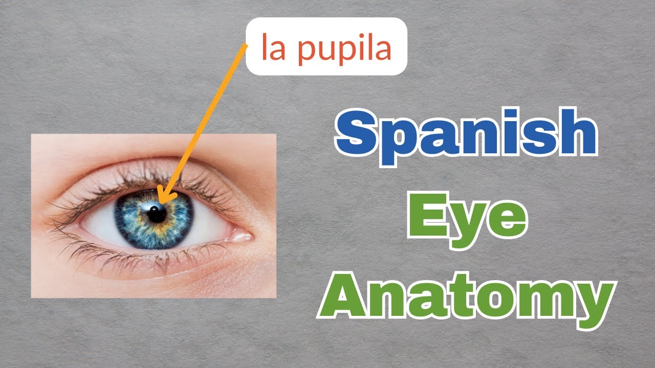 Spanish Eye Anatomy (Review + Quizzing) YouTube