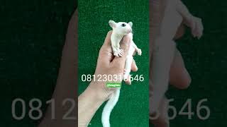 #shorts Sugar Glider Jenis Leucuistic