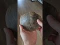 Fossile de bivalve, Plagiostoma semicircularis #géologie #science #fossile #paléontologie