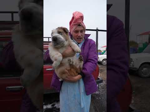 Видео: Школа пытается запретить служебную собаку мальчика-инвалида, потому что он питбуль