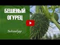 Бешеный огурец ➡ Декоративная лиана для сада ✅ Ландшафтный дизайн