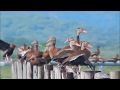 Black-bellied Whistling Duck | Dendrocygna autumnalis