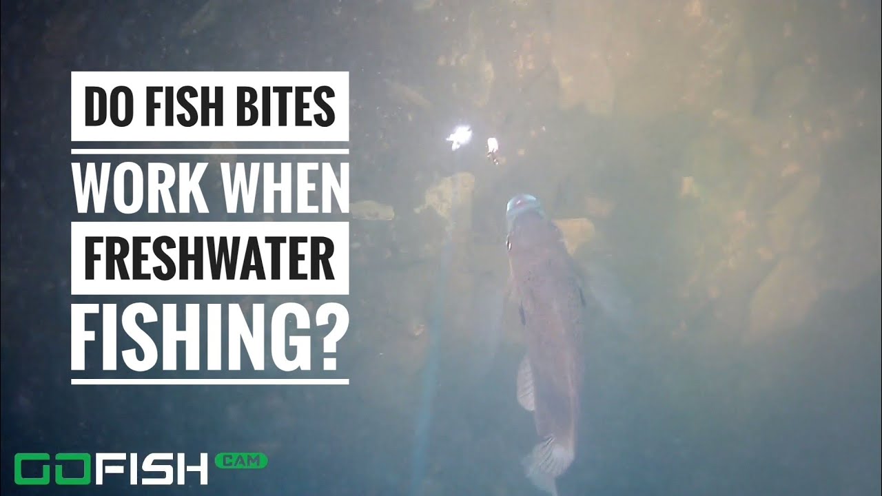 Fish Bites for Freshwater Fish? 