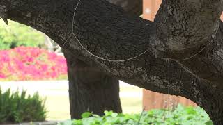 062324 DUAL 6P SUNDAY VO UCSB POLICE REMOVE ENCAMPMENT Q