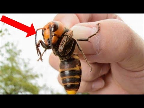 10 Insects You Should RUN AWAY FROM!