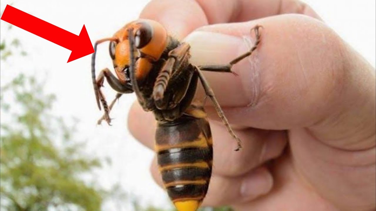 10 Insects You Should RUN AWAY FROM! - YouTube