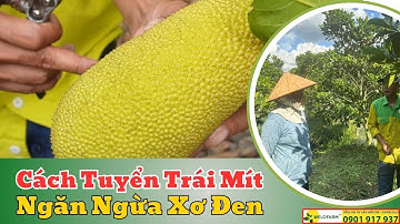 Cách tuyển trái mít,xơ đen cho vườn mít ruột đỏ.