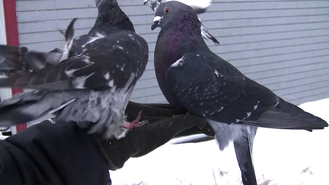 Dúfur í lófa.........