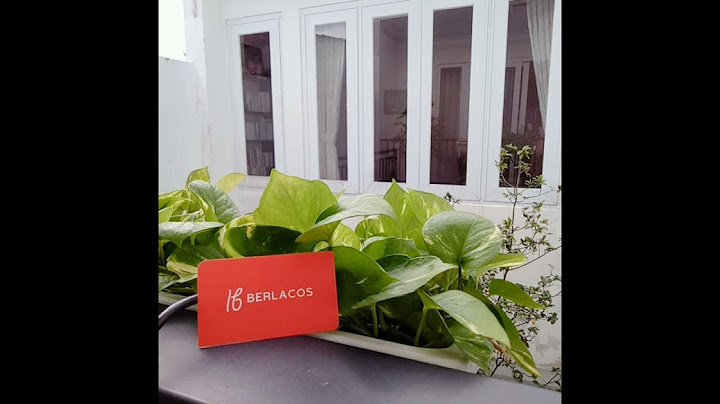 Nước hoa hồng thayers review sheis năm 2024