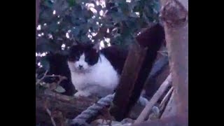 Cute cat living in an abandoned house..산속 폐가에서 사는 귀여운 고양이...可爱的猫住在废弃的房子里....Jeonju .... 全州市... KOREA by Kingdom of Pet  야옹아 멍멍해봐 39 views 1 month ago 9 minutes, 55 seconds