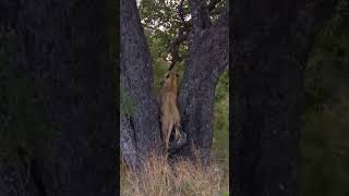 Lion Climbs Tree to Steal Leopard&#39;s Prey!