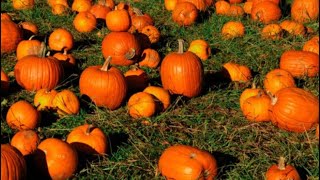 Tractor drive through pumpkin patch CANADA