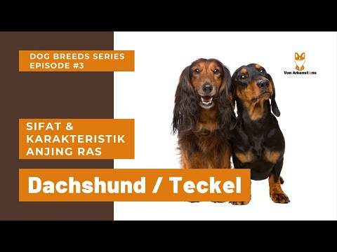 Video: Karakteristik rinci dari jenis Dachshund