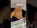 Mere CAT ko BILLI bolega tu! 😎 #funnycat #funnyshorts #shorts #shortvideo #cute