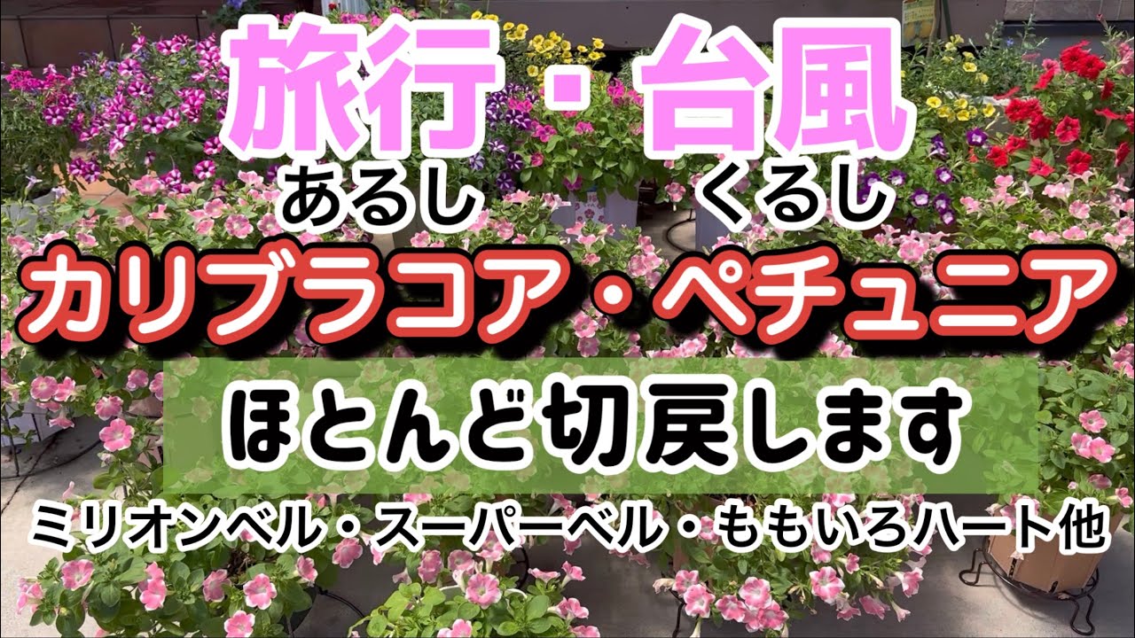【商談中】ガーデンカリブラコア　スイングベル追記 maxresdefault.jpg