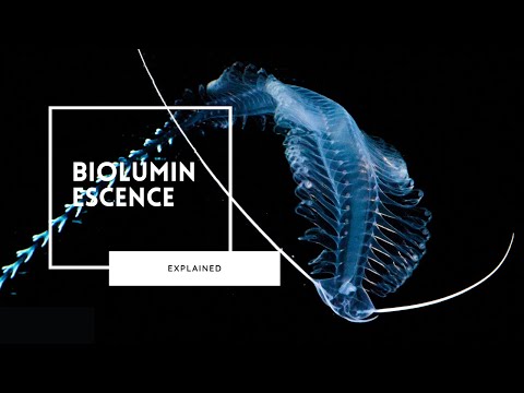 Video: 15 Tempat Untuk Melihat Bioluminescence [pics]