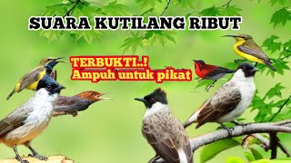 Suara kutilang ribut kombinasi burcil