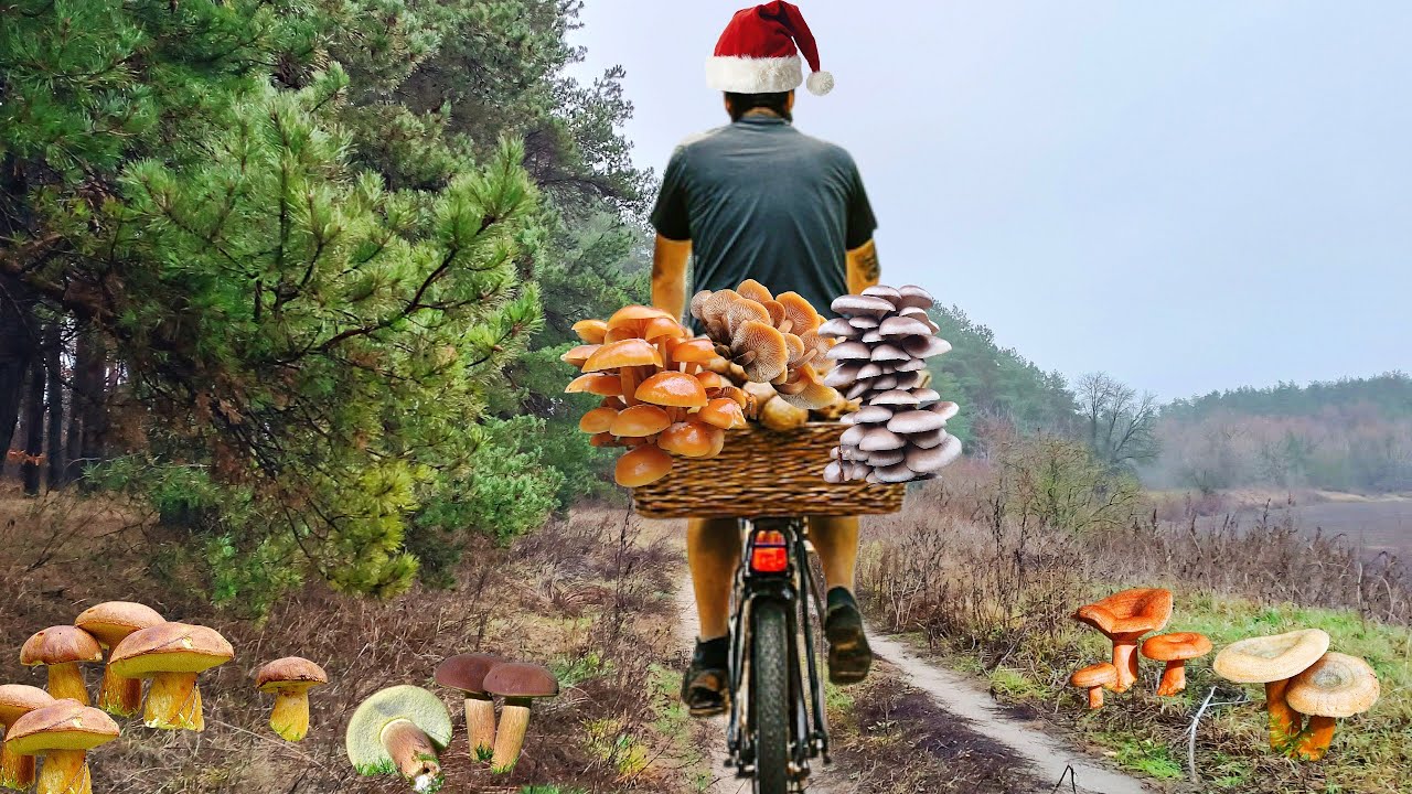 🌧️ Ліс під дощем ЗДИВУВАВ! Грибник з Грибами!🌲🍄‍🟫