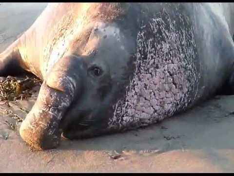 Elephant Seal.wmv