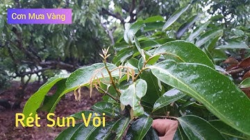 Rét Đậm Và Cơn Mưa Vàng Trong Làng Trồng Vải l Núi Đồi Lục Ngạn