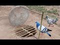 Creative Unique Parrot Bird Trap Using Dead fall Trap Made
