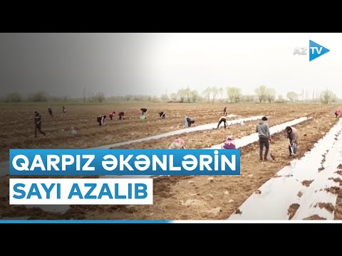 Qarpız əkininə start verildi: fermerlər nədən narahatdır?