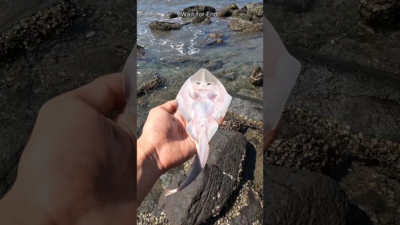 ⁣A happy ending - Watch the inspiring rescue of these stingray fish 🥺 #shorts