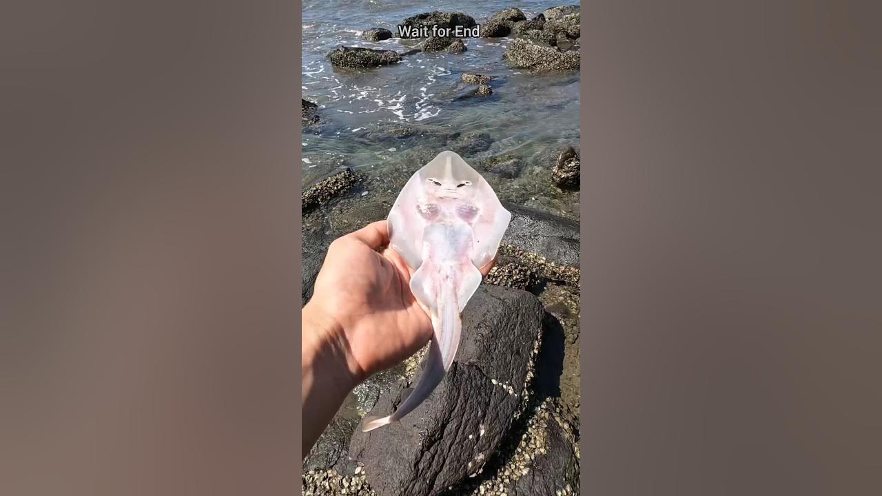 A happy ending - Watch the inspiring rescue of these stingray fish π‘ #shorts A happy ending - Watch the inspiring rescue of these stingray fish π‘ #shorts