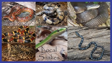 Local SC Snakes - Venomous and Non-Venomous Snakes