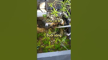 Cho cá 7 màu dumbo short trong thùng xốp ăn sáng