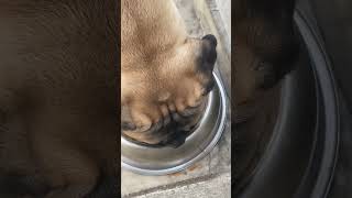 Bullmastiff lunch #music #dogs #trending #india #funny