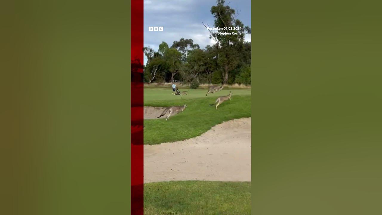 A ‘stampede’ of kangaroos invaded a Melbourne golf course. #Australia #Melbourne #Shorts #BBCNews