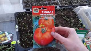 Посев томатов,обзор сортов...