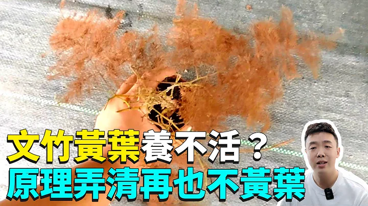文竹怎麼養？文竹黃葉怎麼辦？不是澆水的問題而是你忽略了這一點|禪藝綠植工作室 - 天天要聞