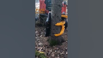 14” tree cut and held with TMK 300 tree shear. #skidsteerattachments #tmkmachinery