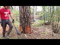 Валка сосны в сжатых условиях // Валка опасных деревьев // Stihl MS661