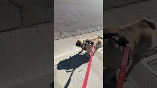 Bandit’s Wednesdays walk