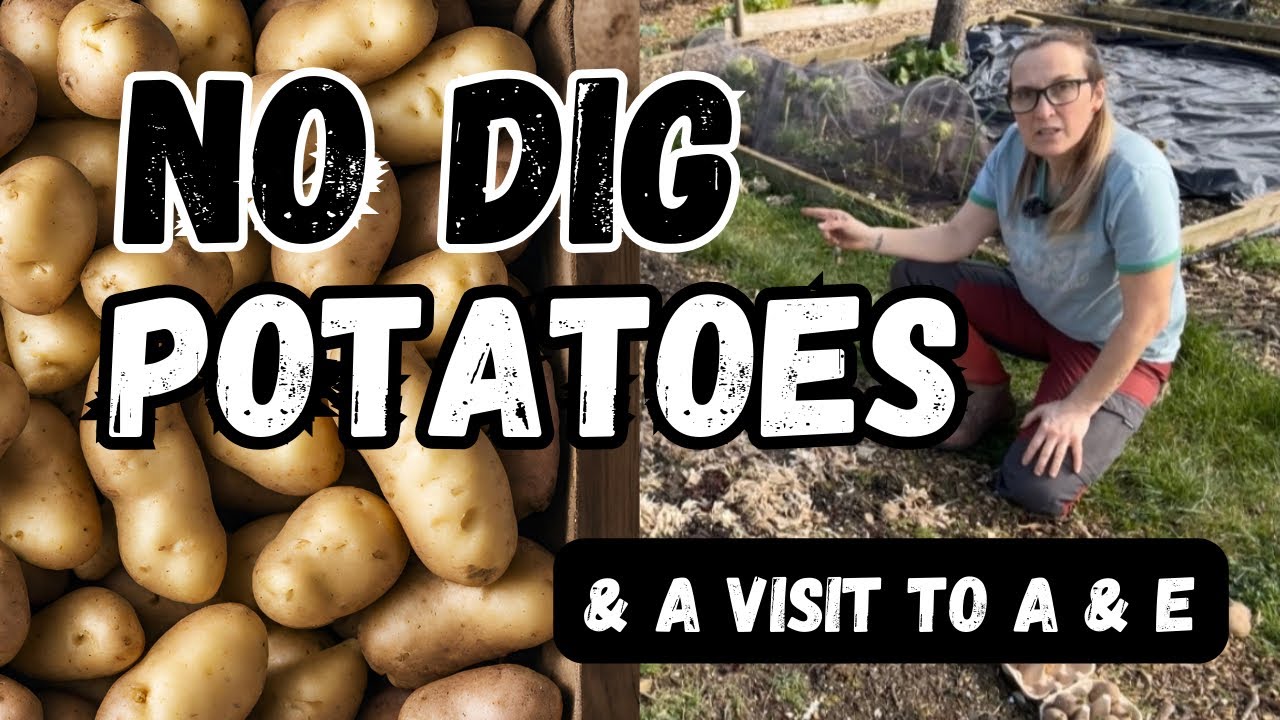 NO DIG POTATOES & A TRIP TO A & E - YouTube