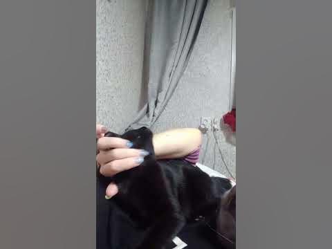 "Мастер Йодо" , котейский вариант🤣🥰 ️ - YouTube