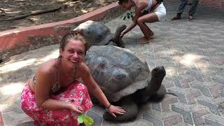 THESE GIANT TORTOISES ARE THOUGHT TO BE OVER 200 YEARS OF AGE!