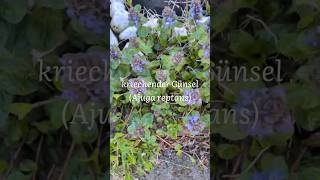 🌿 Part 2: Bodendecker für schattige Beete - Kriechender Günsel (Ajuga reptans)