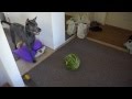 Thai Ridgeback Dog (Bosco) の動画、YouTube動画。